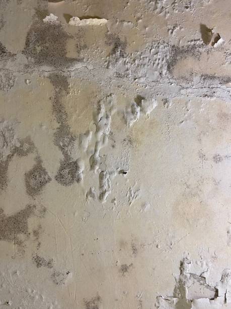 Best Mold Damage Repair  in Elgin, SC
