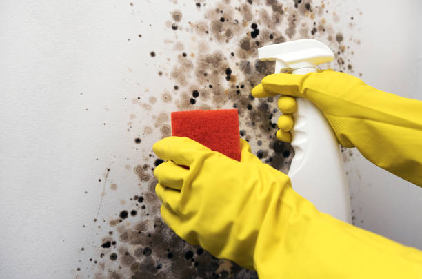 Best Attic Mold Removal  in Elgin, SC